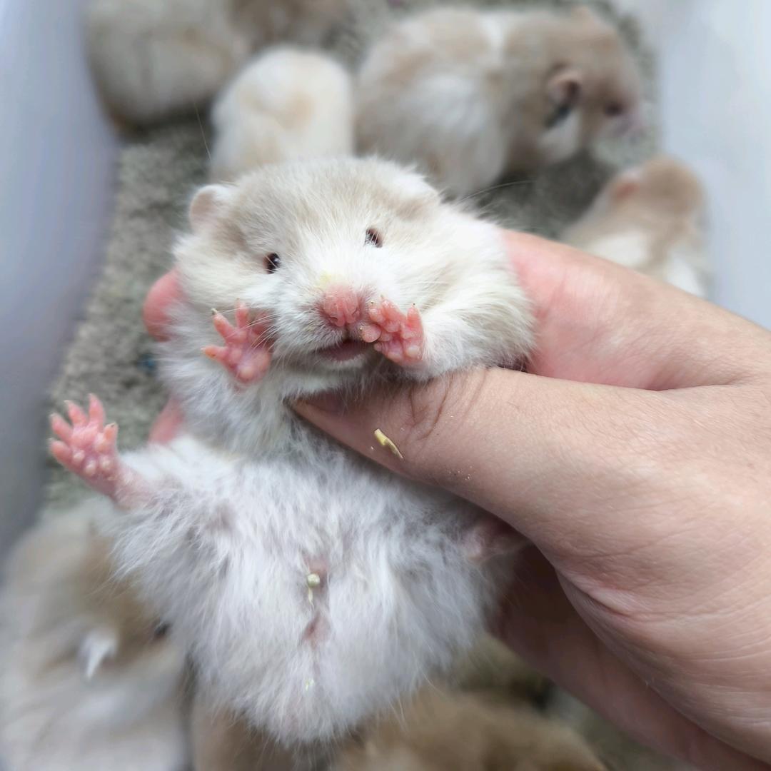 小生有礼得崽🐹