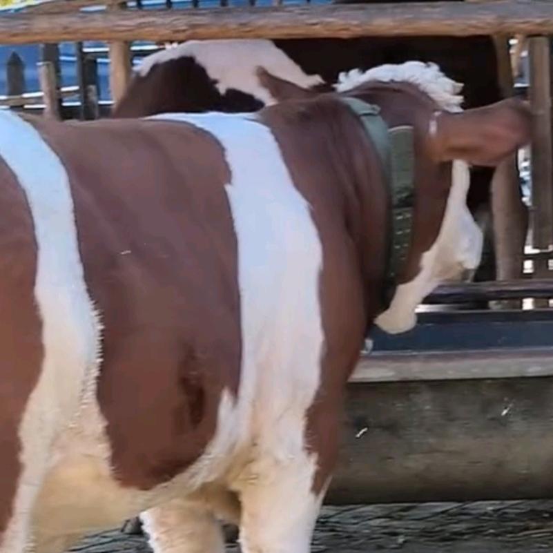 鼎牧养殖~~小桃