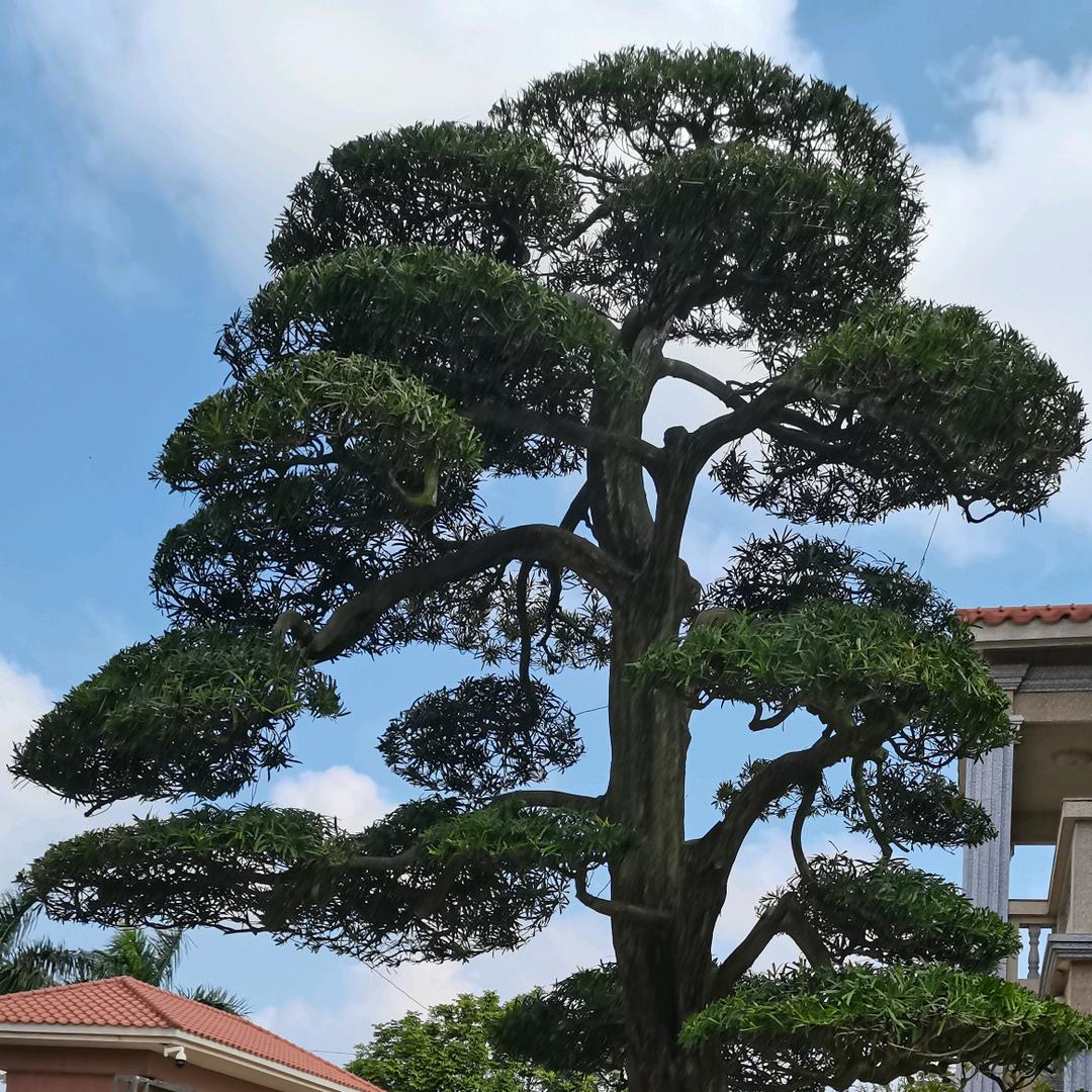 高良姜产地 和以得