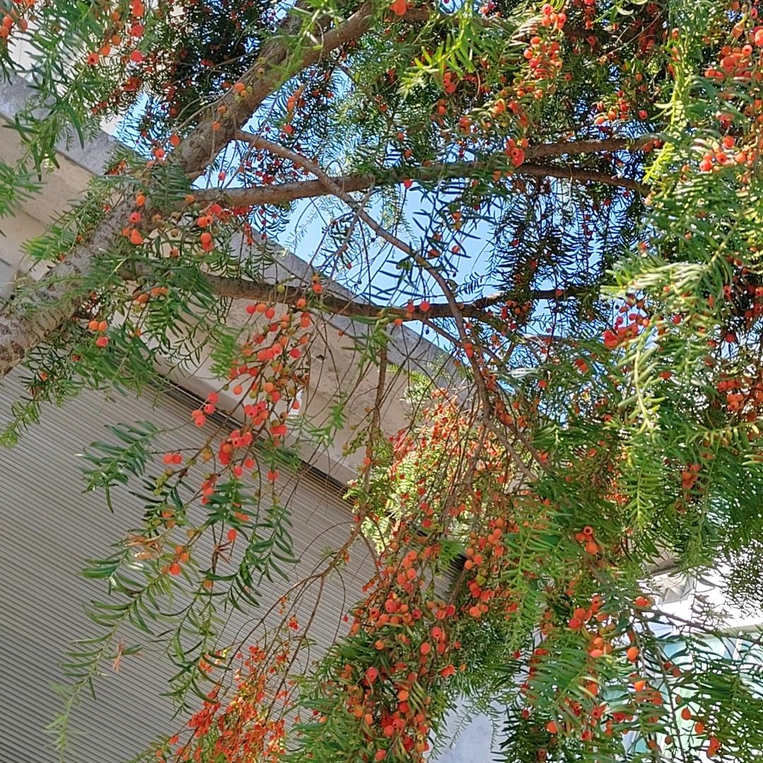青山绿水