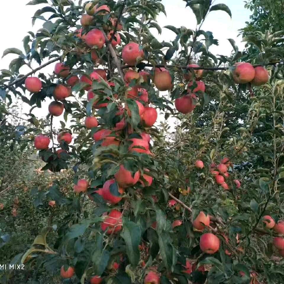 寺河山老虎