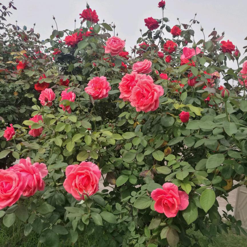 火凤凰带你看世界