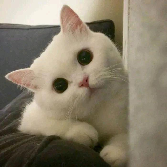 炸毛小鹭