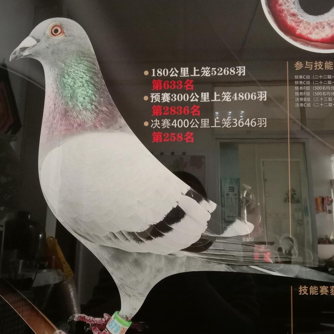灰巴鸽舍