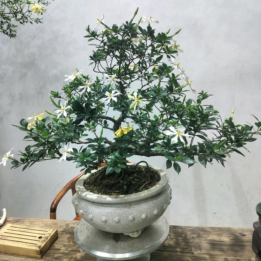 广州简逸庭院植物