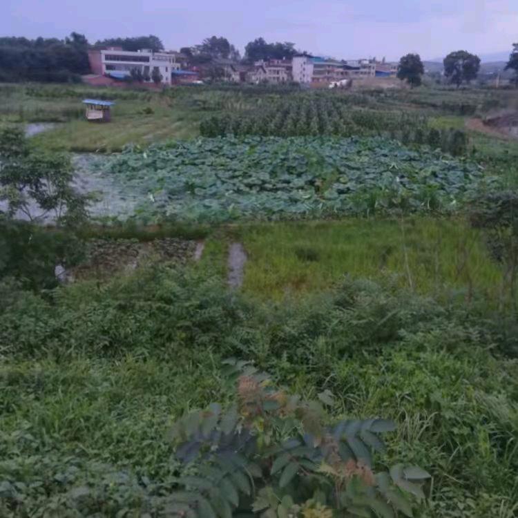 周兴齐