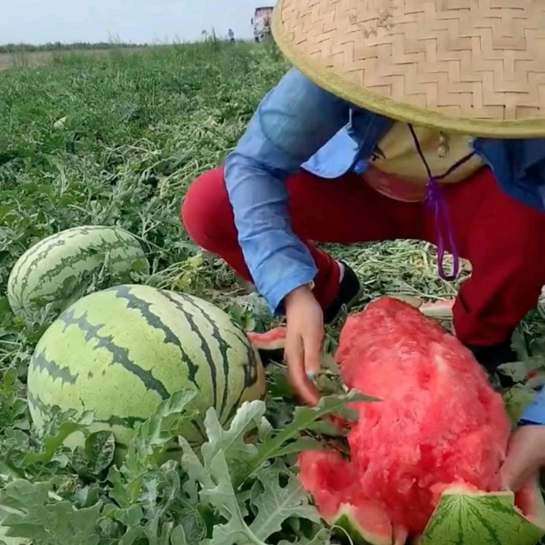 大地种西瓜