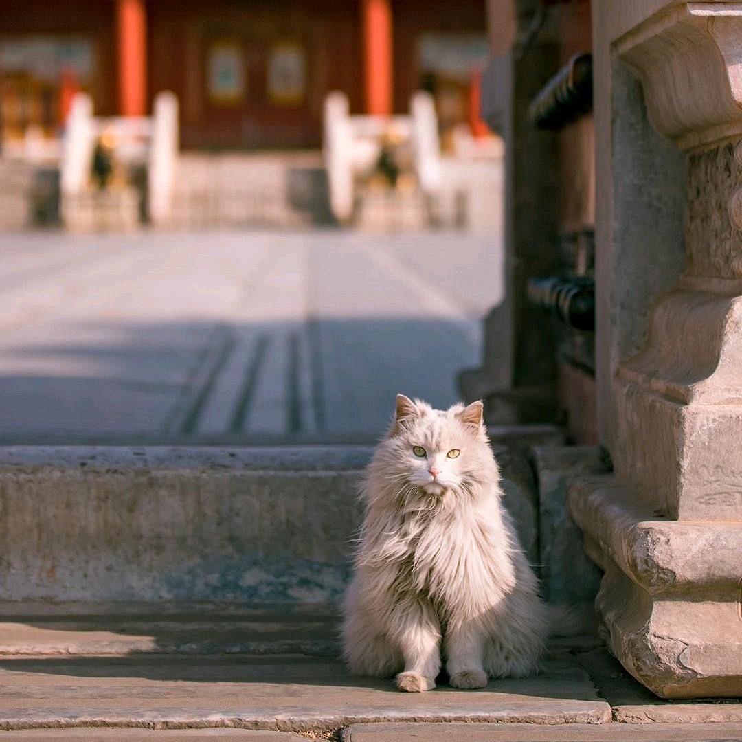 无敌向阳花大王