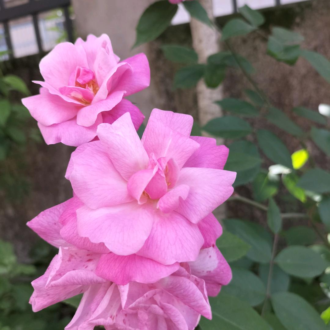 幸福美满