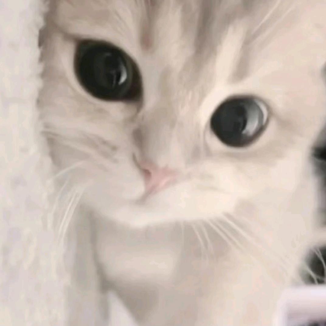 发呆🐾