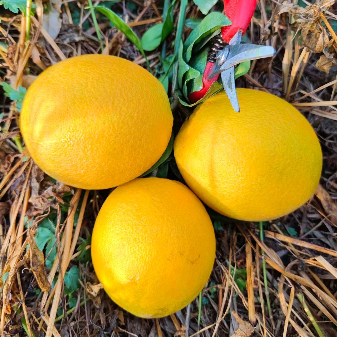 乐昌三溪镇石村脐橙