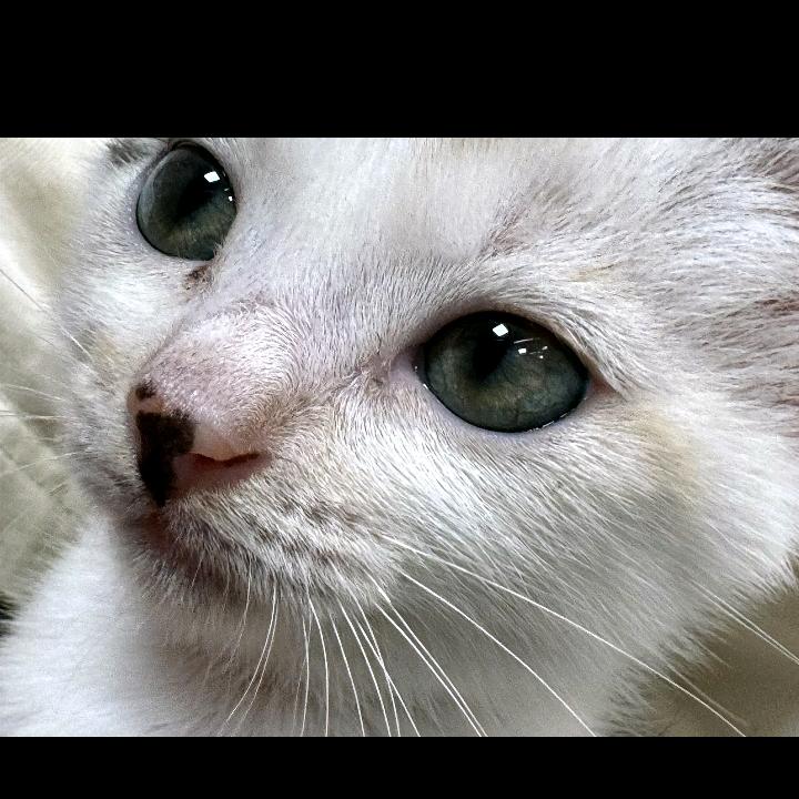 小猫爱吃鱼 ⦮._.⦯♡=•ㅅ＜=)