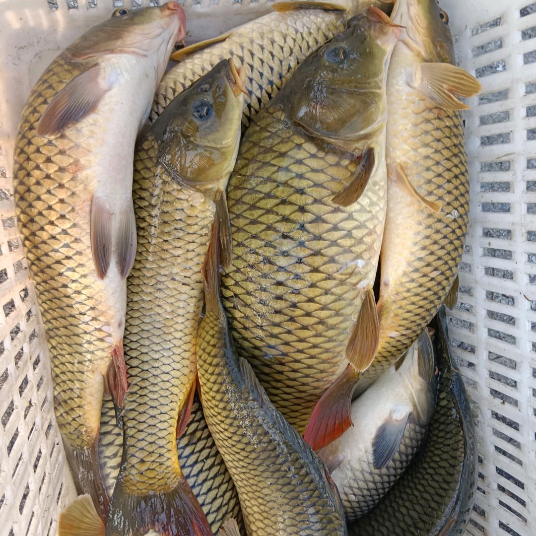 黄壁庄鱼🐟，鸡，鸭，鹅