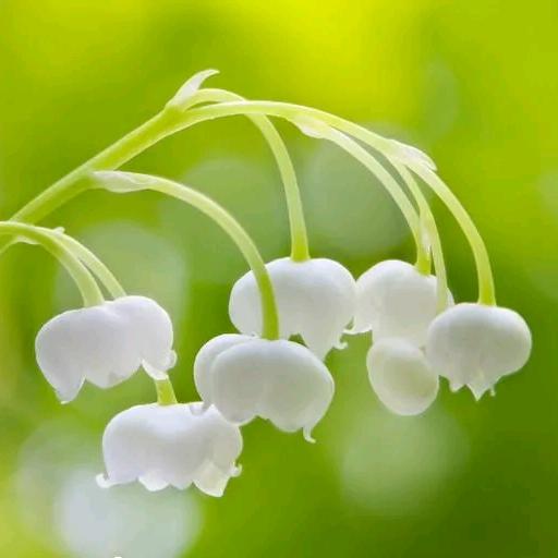 好运连连🍀