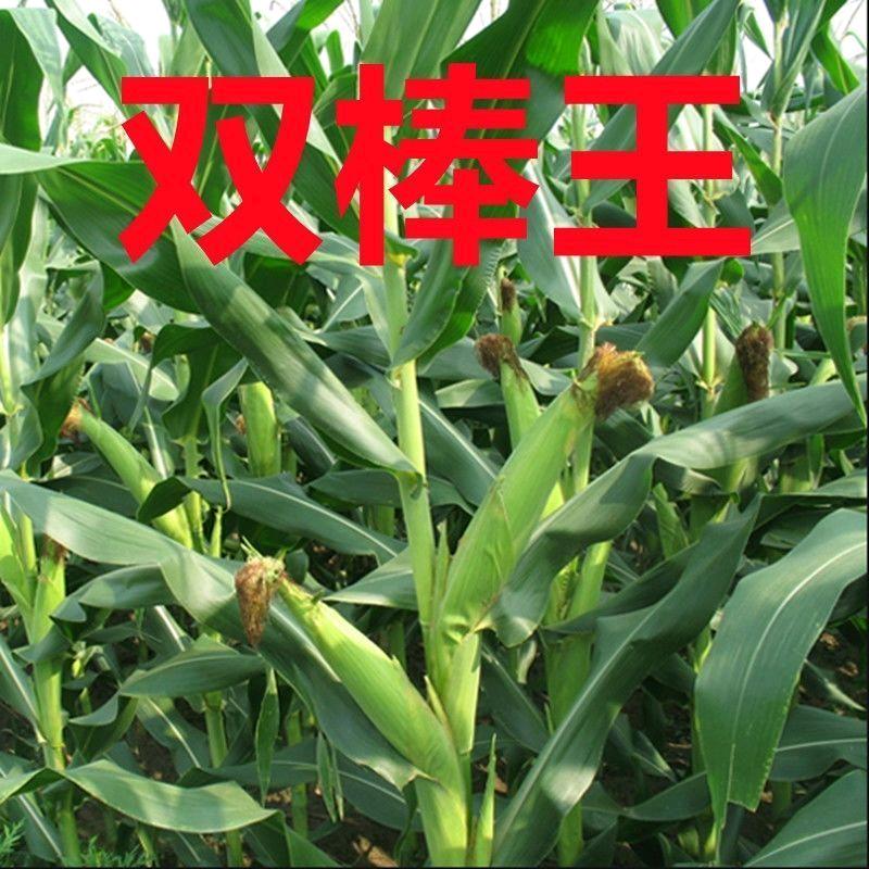 庆丰收种业富农