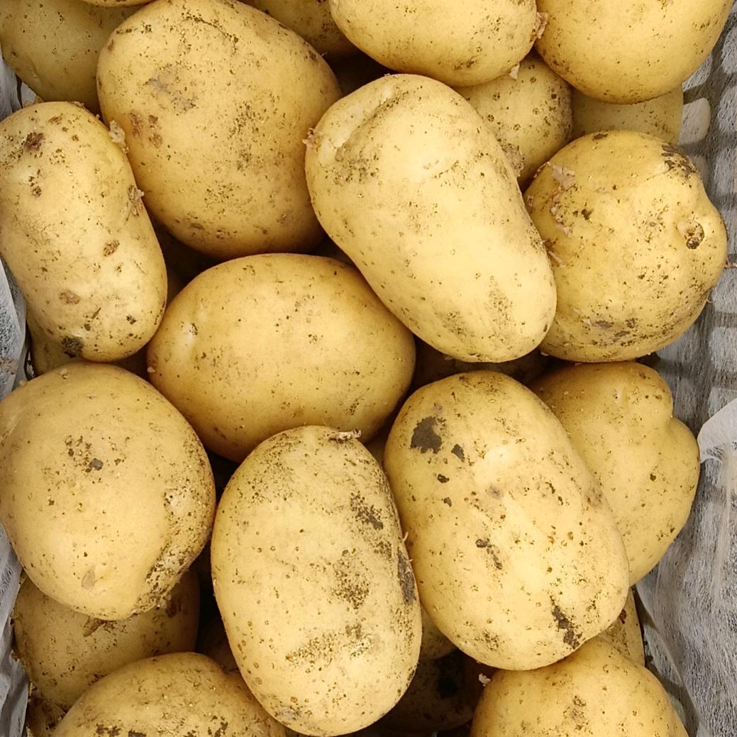 冀蒙土豆蔬菜代收代发