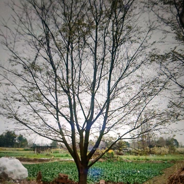 潞珠一点，彭州阳哥。