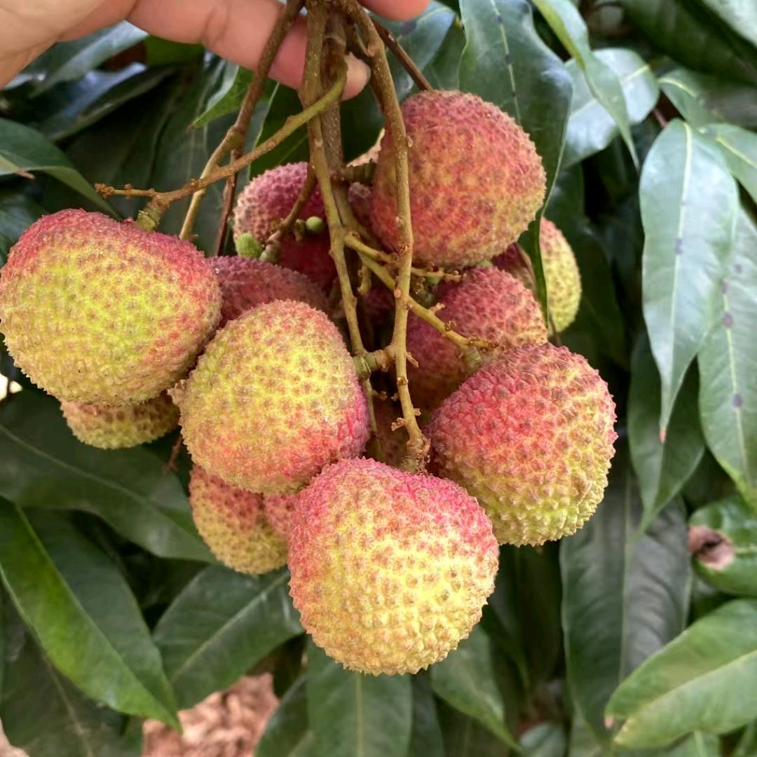 小良