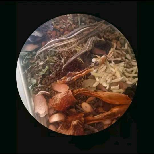 苗阿明古方4