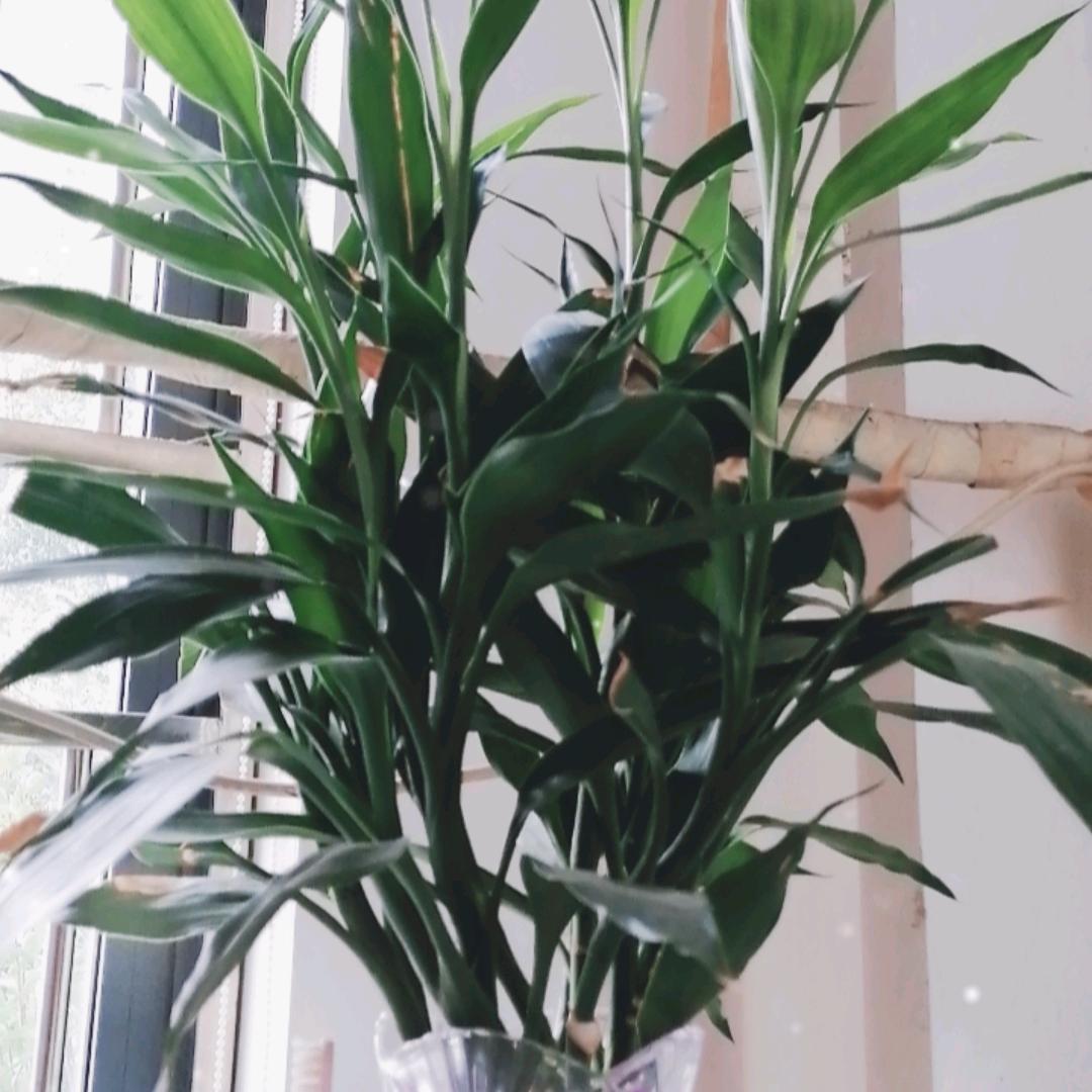 火花还在友情在