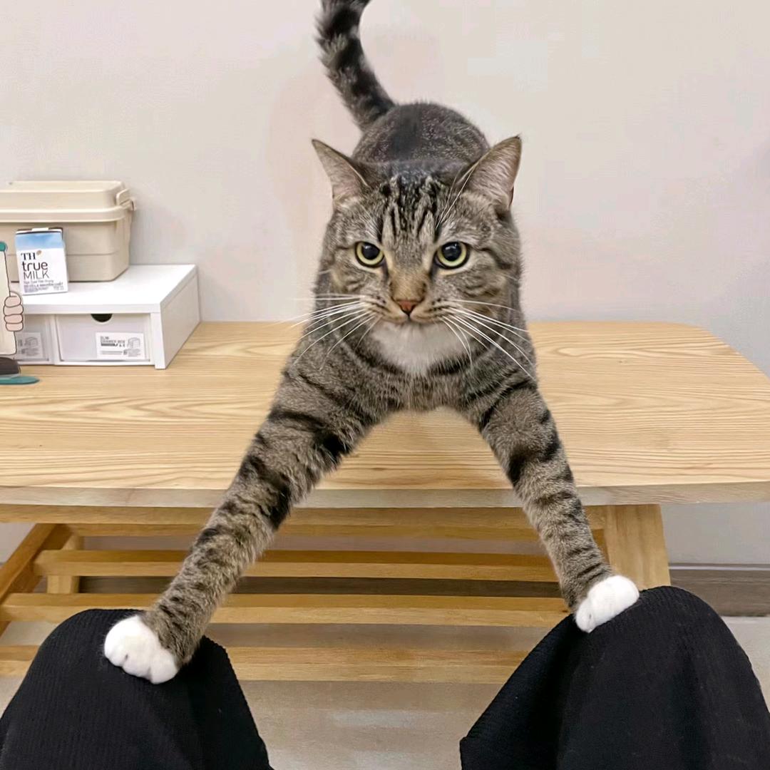 小猫抓鱼🐟手写