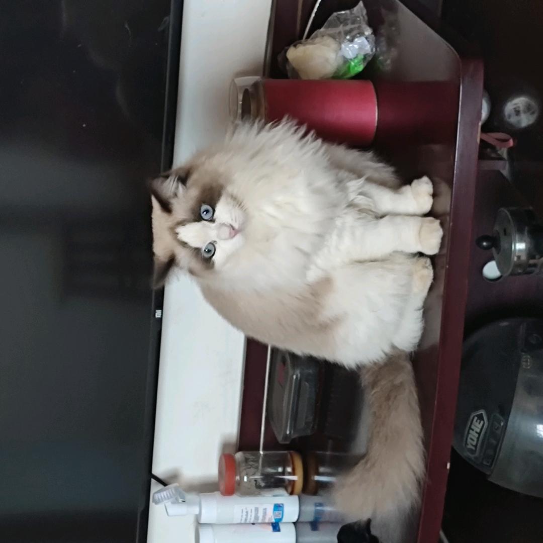 毛毛