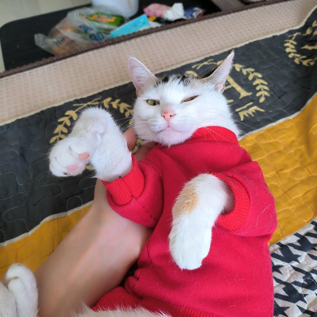 屌丝咪