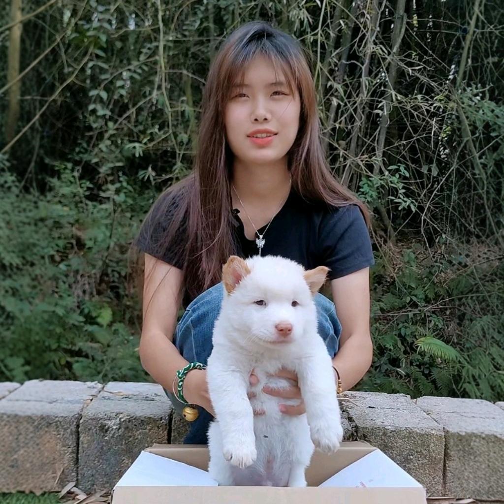 呆呆土松犬