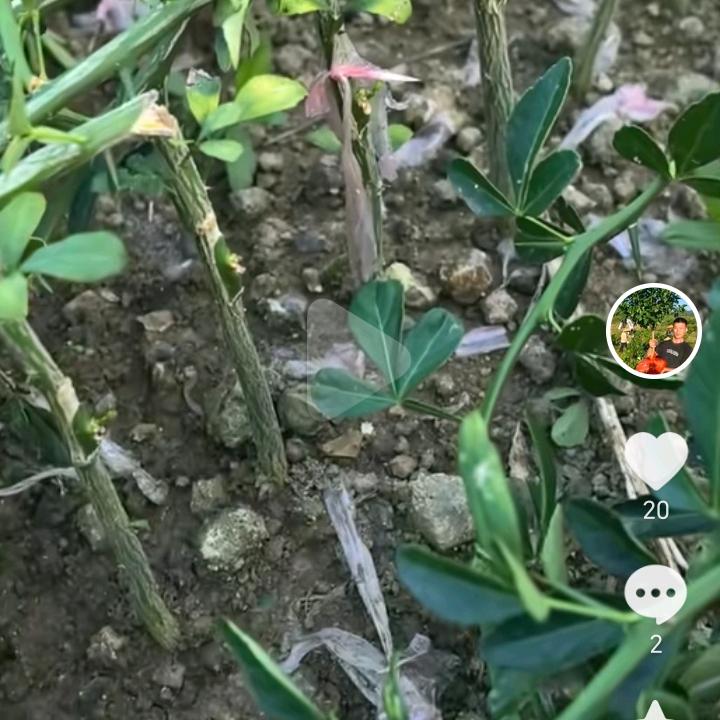 团队嫁接