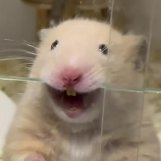 鼠不恼