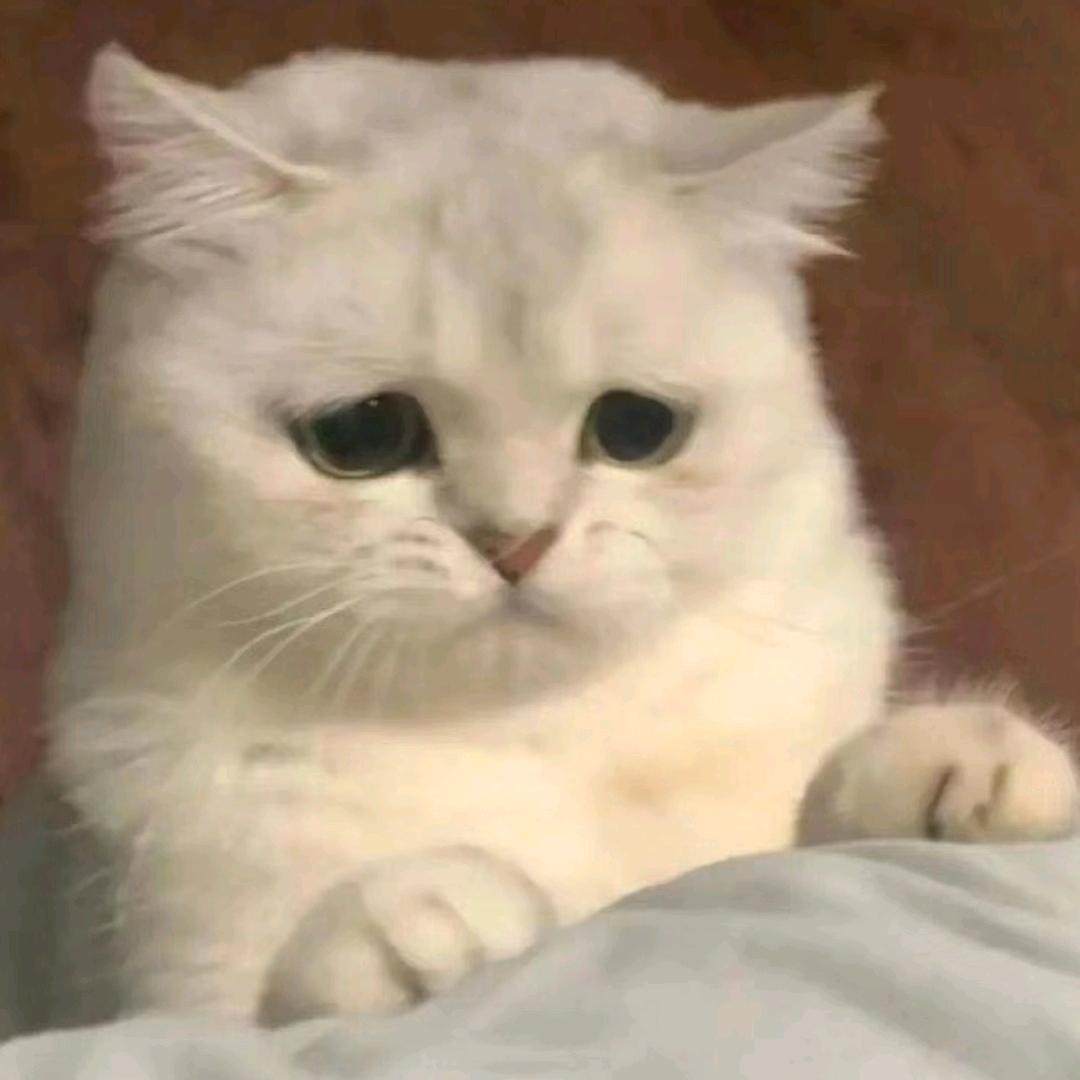 小熊睡觉💤