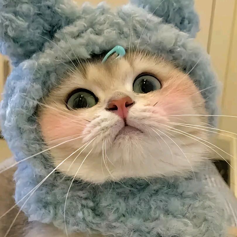 宠小萌