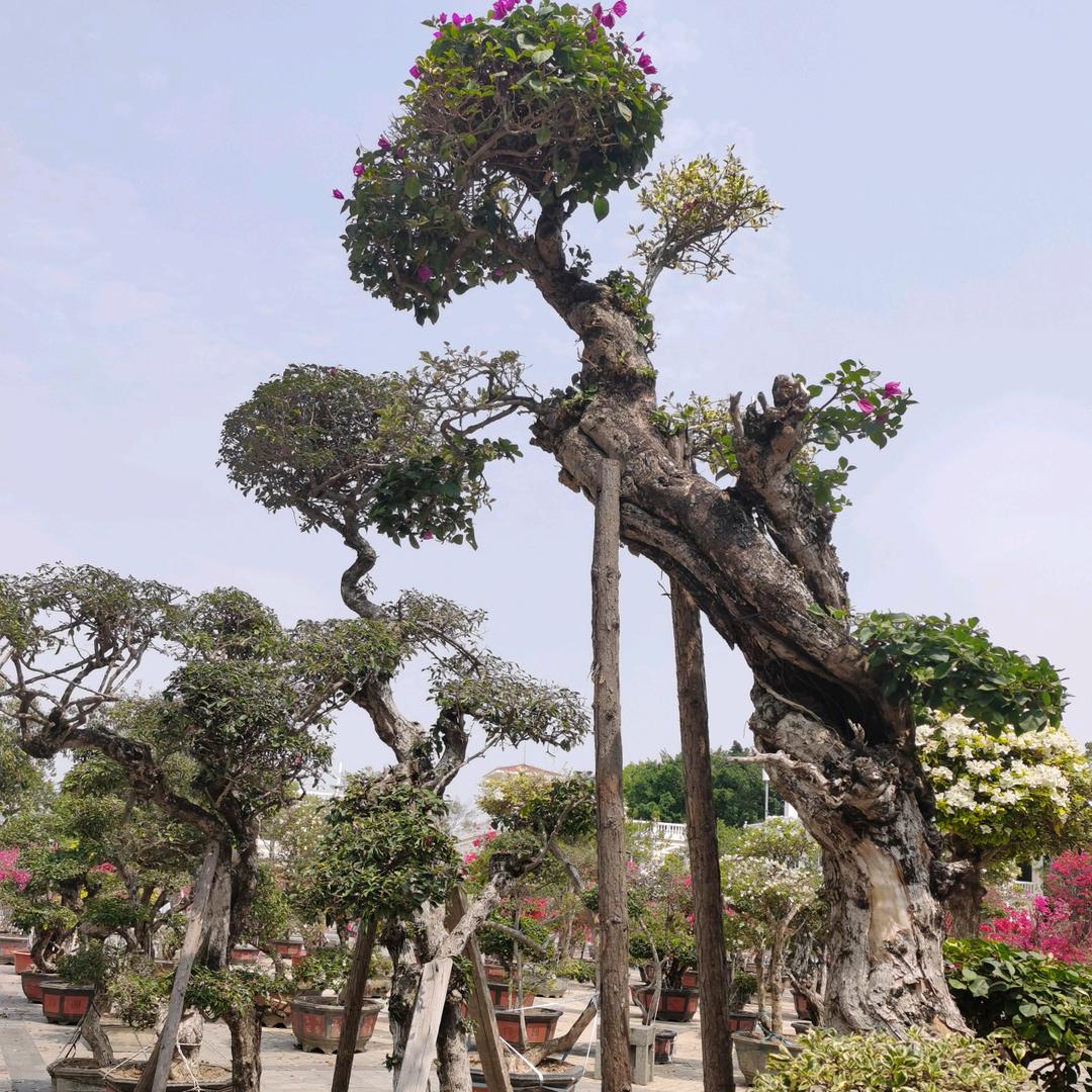 蝶恋花