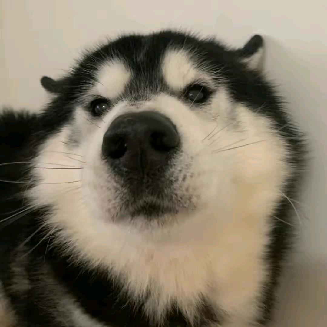 甜老头儿