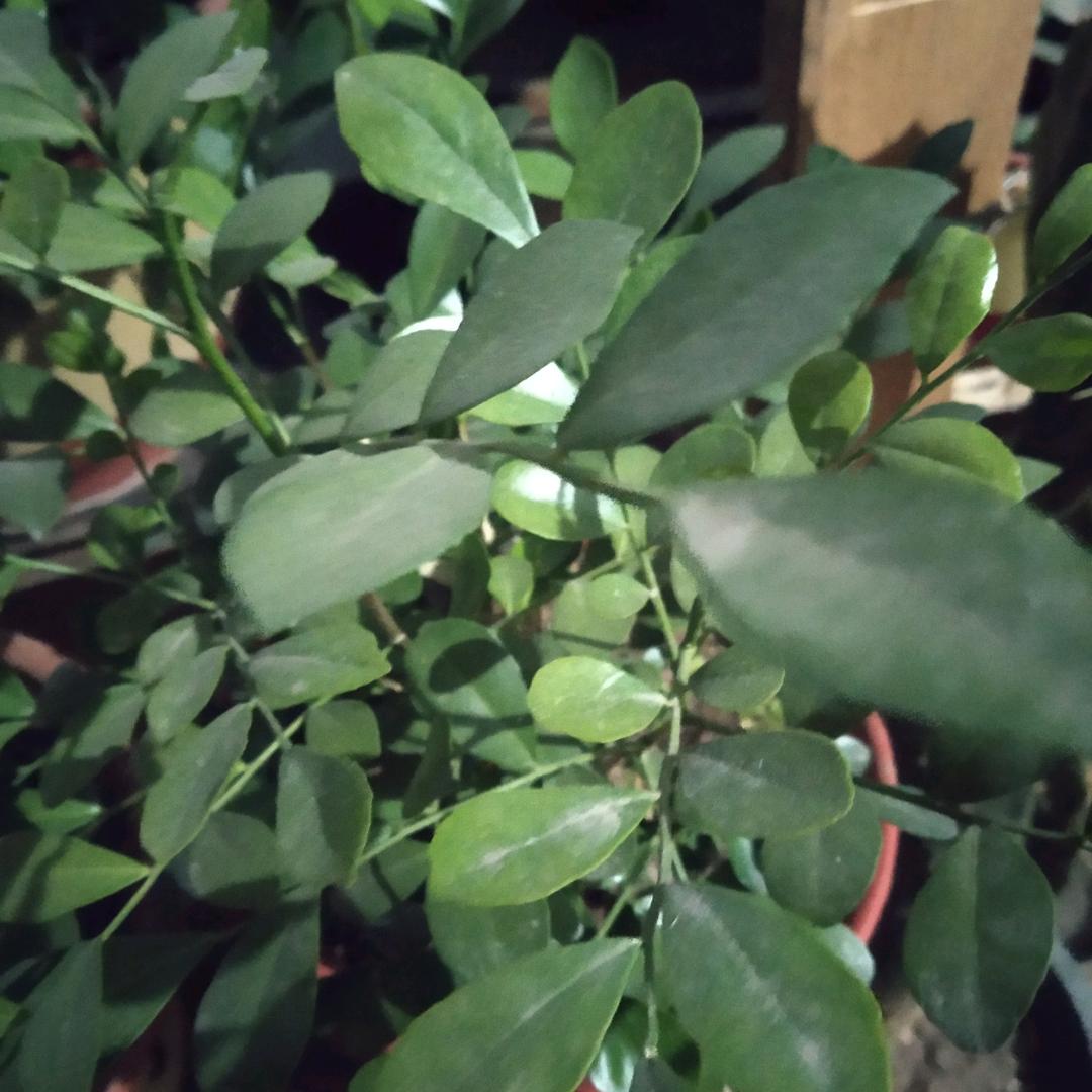 葡萄、
