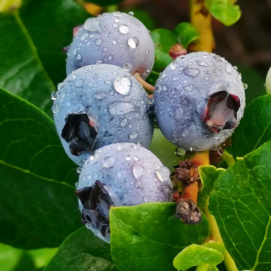 四颗蓝莓