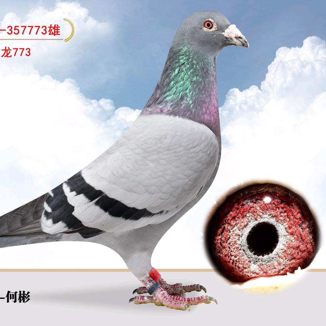 佳禾赛鸽文化交流何彬