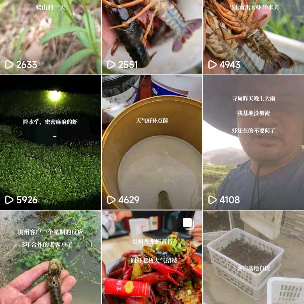 云南小龙虾养殖种苗培育