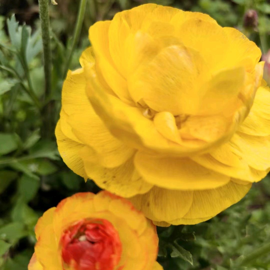 如意精炼（完美国际）