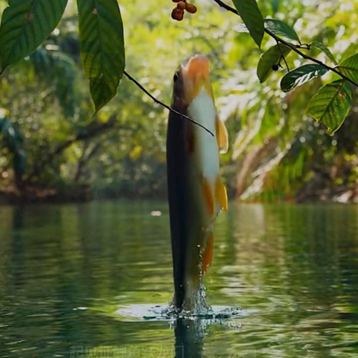 笑看风云f