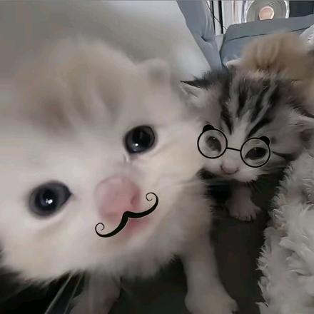 歪头小猫