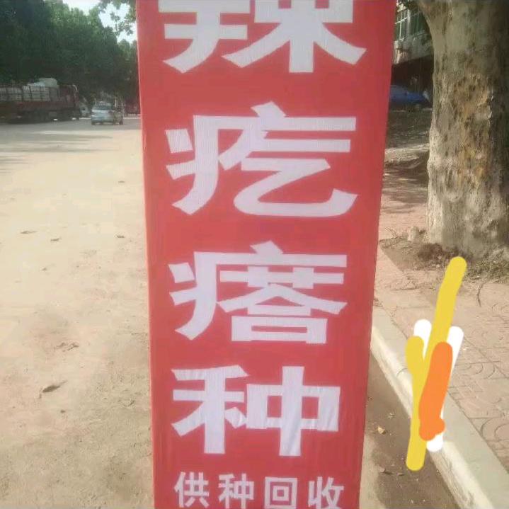 辣葛瘩（芥菜）