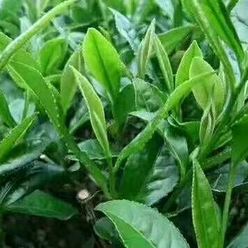 石花骆飞