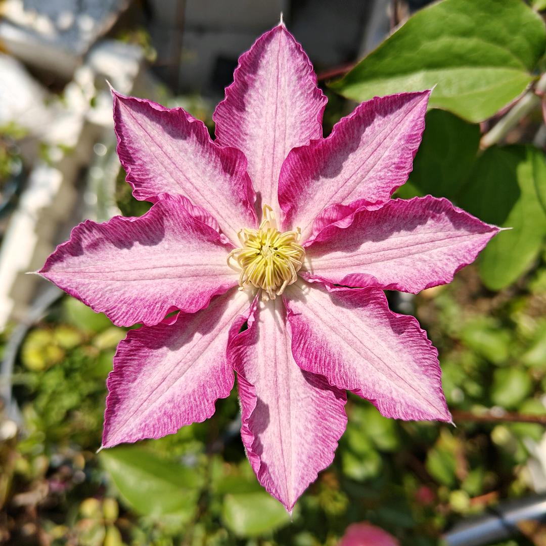 圆梦缘起缘灭前生来世一切由我不由天长地久