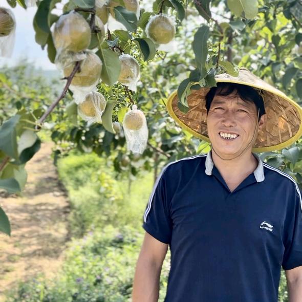 甄选一颗梨汾西玉露香