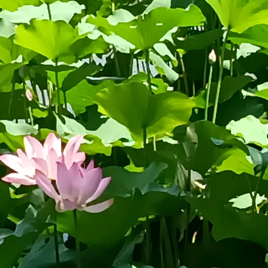 浅渃夏沫