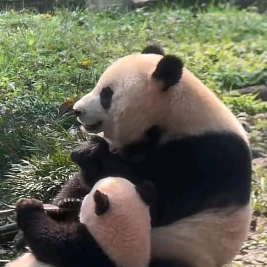 黒玫瑰