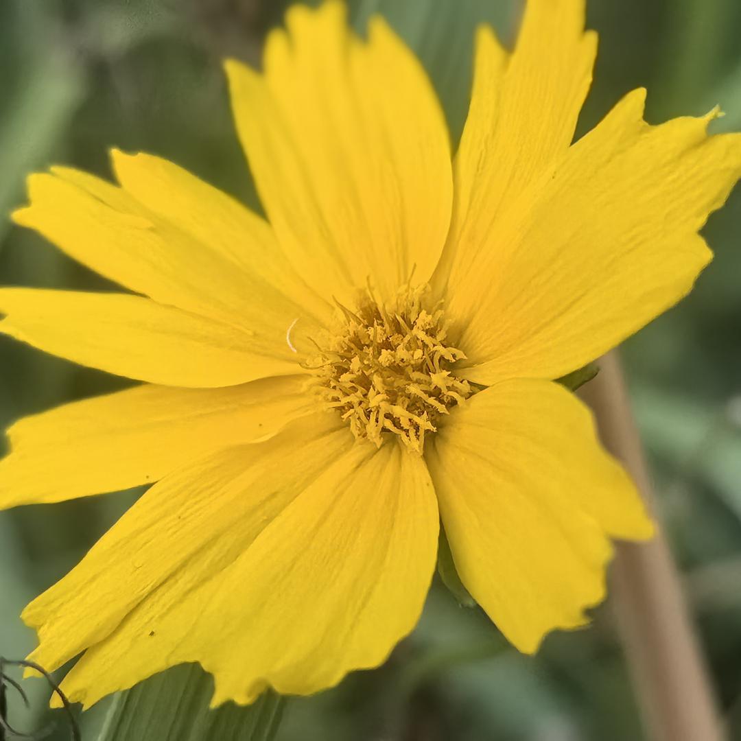 陈十一