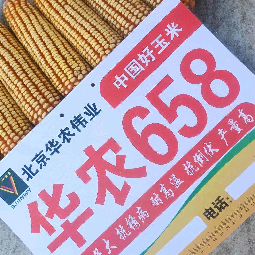 望都华农658谷