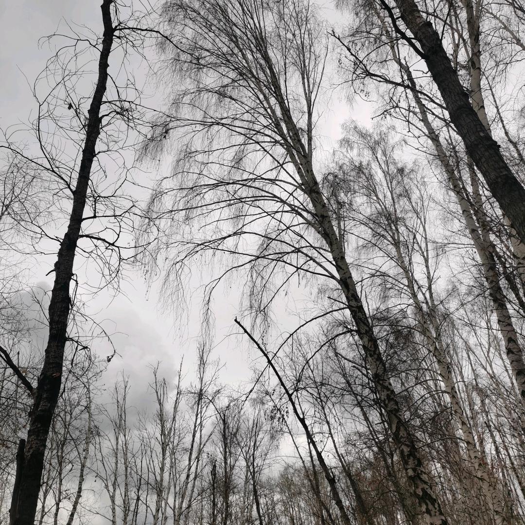 素尔